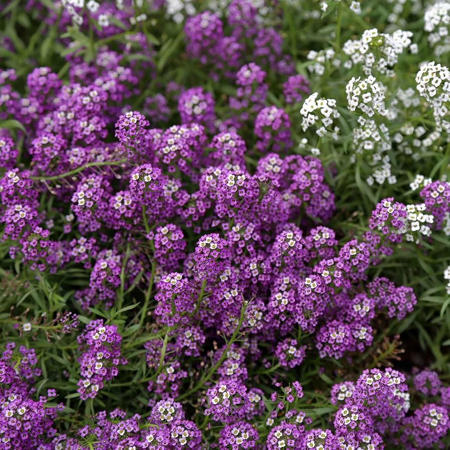 Alyssum Prost Violet Ground Cover Flower Seeds