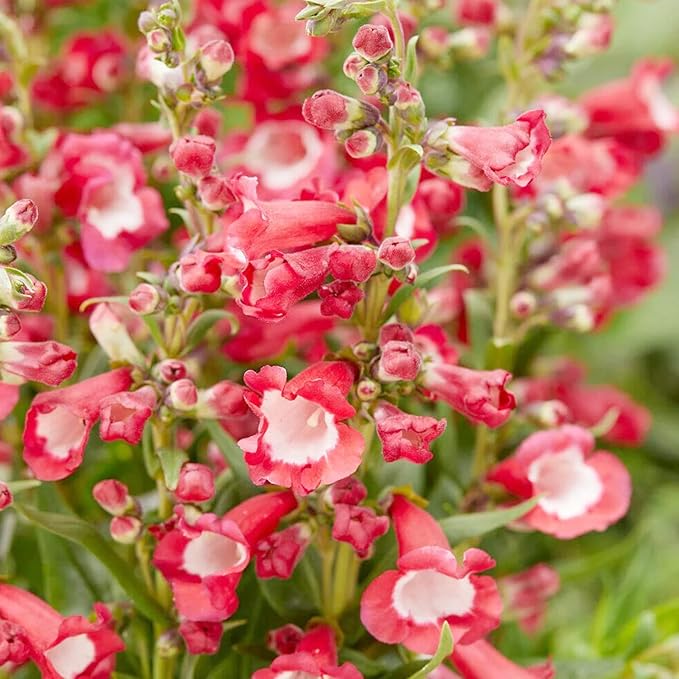 Red Penstemon Hartwegii Flower Seeds for Planting - 100 pcs
