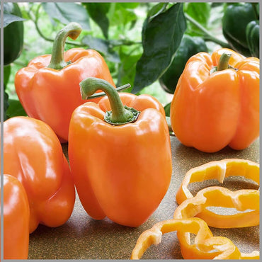 Sweet Orange Pepper seeds – non-GMO, crisp and fruity flavor