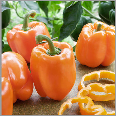 Sweet orange bell pepper Capsicum annuum seeds for planting in balcony containers or kitchen gardens