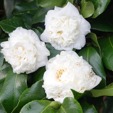 Heirloom Camellia Flower Seeds – Non-GMO Flower Seeds for Planting