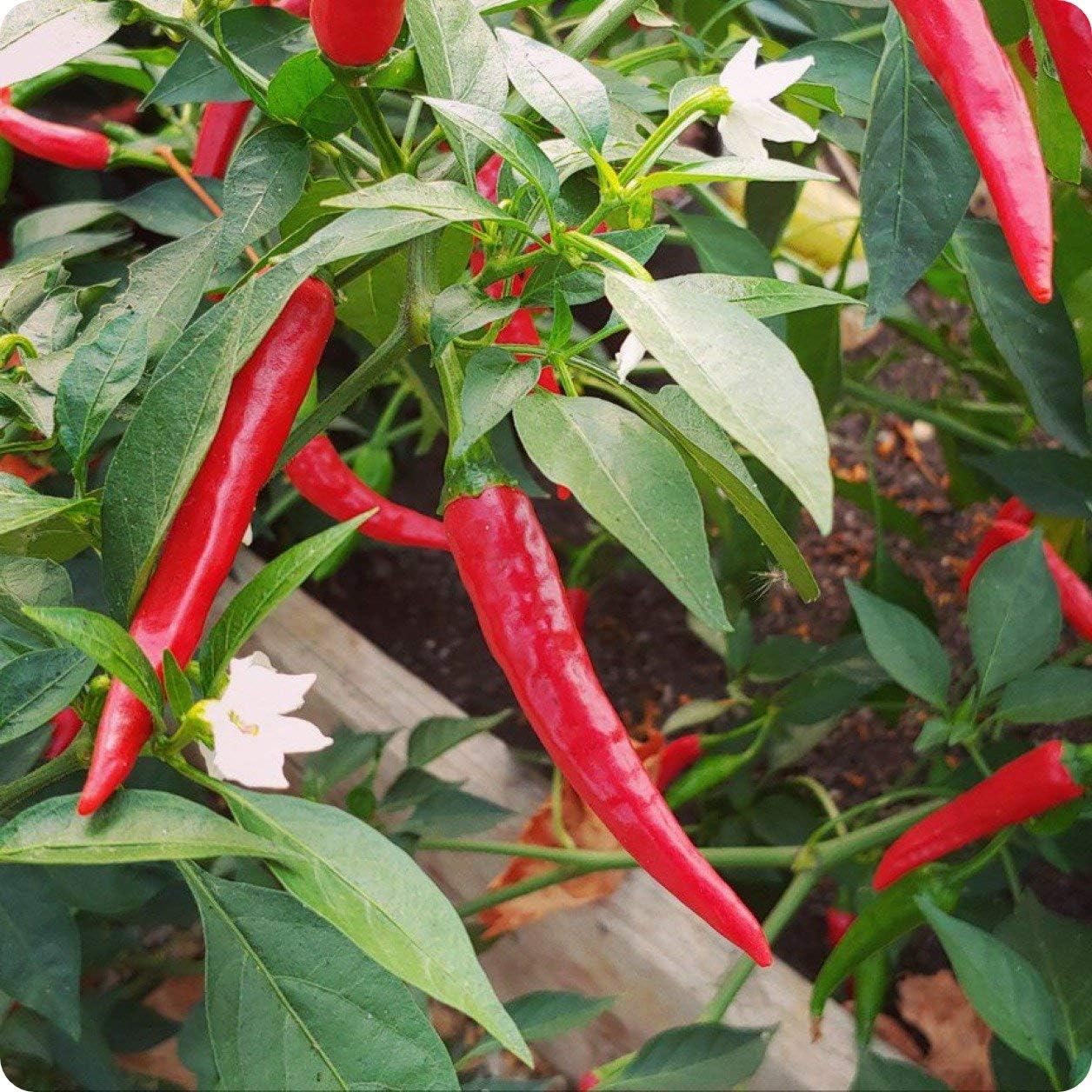 Chili Brazilian Vegetable Seeds for Planting – Red Hot Peppers