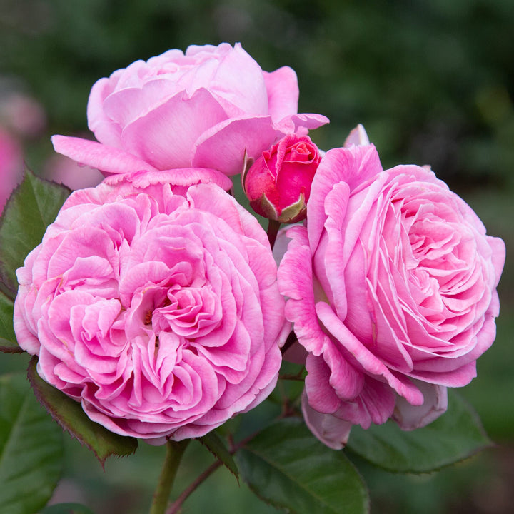 Heirloom Rose Bonsai Flower Seeds for Planting – Non-GMO Garden Seeds for Mini Blooms