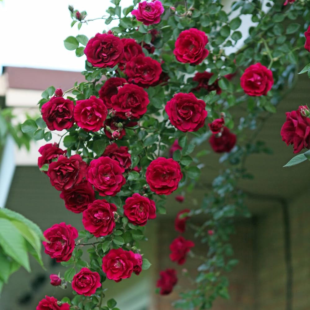 Rose Red Rose Flower Seeds