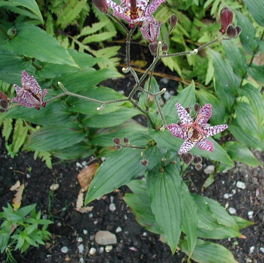 Toad Lily seeds (Tricyrtis hirta x Miyazaki) – exotic shade garden perennials