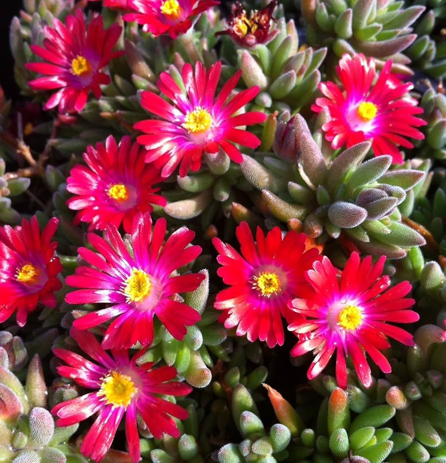 Heirloom Non-GMO Delosperma Carmine Red Flower Seeds for Planting – Hardy Succulent Garden Blooms