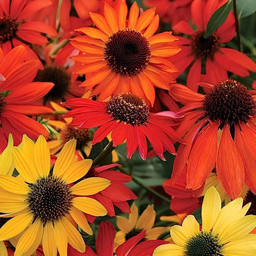Echinacea Mixed Variety seeds – outdoor hardy flower for pollinator-friendly gardens