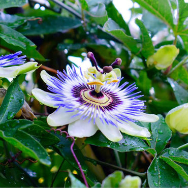 Yellow Violet Passion Flower Seeds – Heirloom, Non-GMO, for Garden and Outdoor Planting