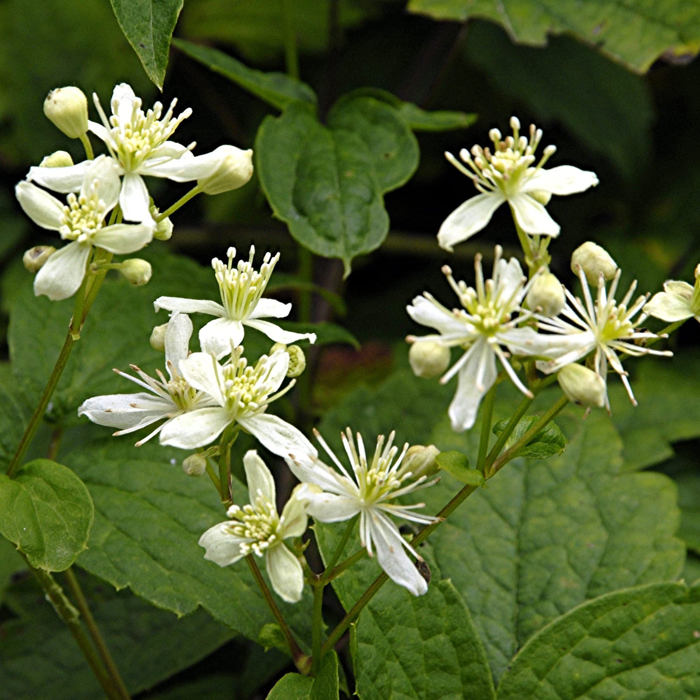 Clematis Clematis vitalba Flower Seeds for Planting Virgin Bower Variety in Home Garden