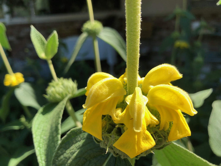 Heirloom Non-GMO Yellow Jerusalem Sage Flower Seeds for Garden Planting