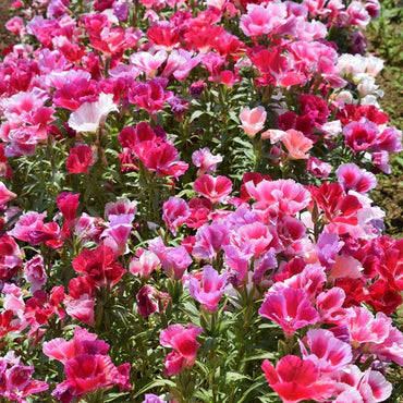 Azalea Godetia Double Mix Clarkia Amoena Flower Seeds for Planting in Home Garden and Borders