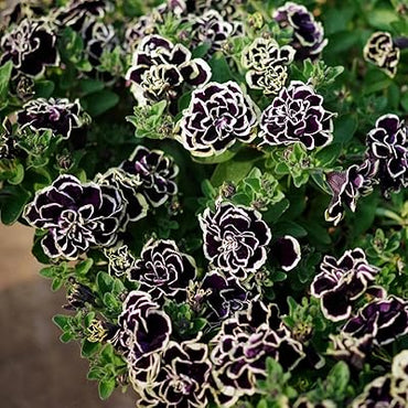 Petunia Merlin Morn Pink Seeds for Planting - Heirloom, NON-GMO Flower Seeds - Vibrant Pink Blooms