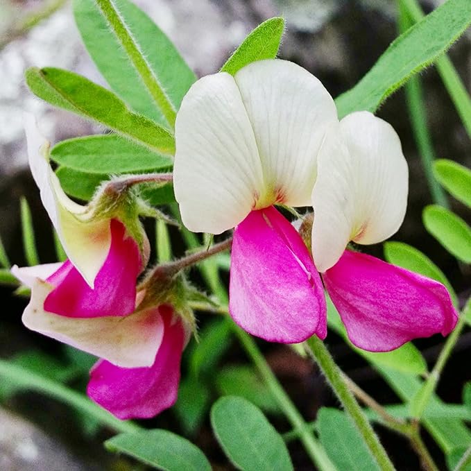 Goat's Rue Flower Seeds – Heirloom, Non-GMO Seeds for Planting Fragrant Pollinator Blooms