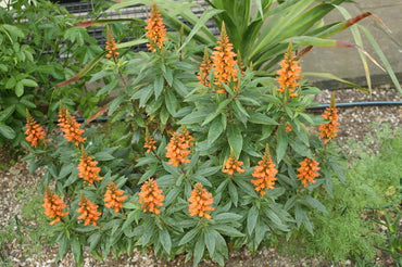 Isabelliana Flower Seeds for Planting, Heirloom, Non-GMO, 100