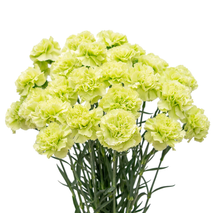 Heirloom Non-GMO Green Carnation Flower Seeds for Planting – Vibrant Ornamental Seeds