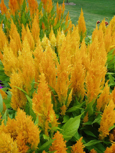Heirloom Non-GMO Yellow Astilbe Flower Seeds for Garden Planting – Elegant Blooms
