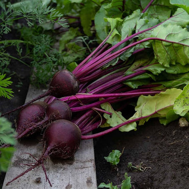 Bulls Blood beet seeds – dark red leaves and sweet, earthy roots