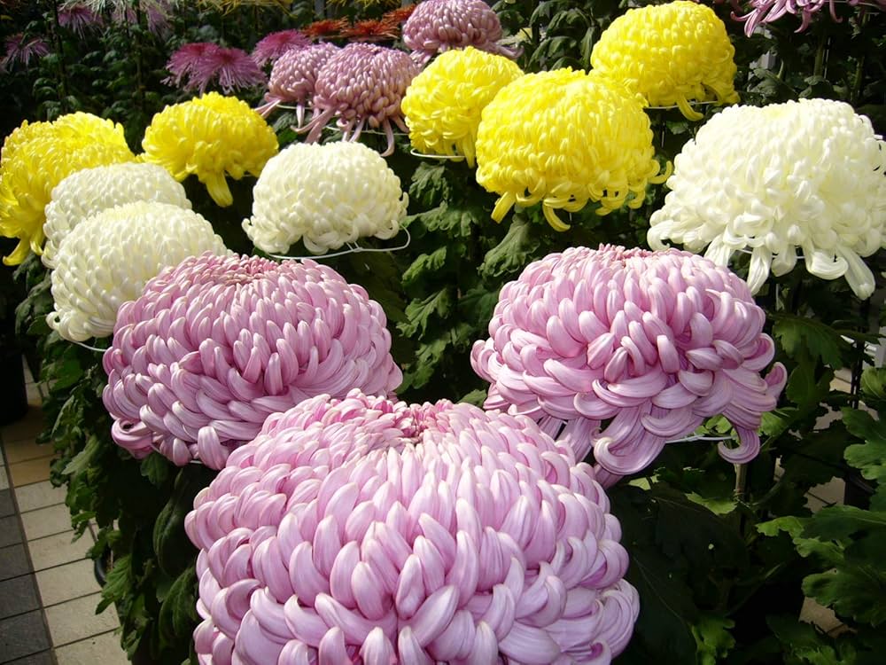 Chrysanthemum Mixed Perennial Flower Seeds