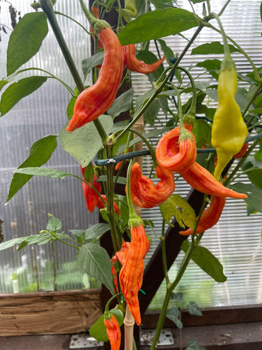 Sugar Rush Red Pepper Capsicum Baccatum Vegetable Seeds for Planting in Home Garden and Balcony Pots