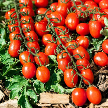 Bellstar tomato seeds – compact and early-producing for sauces and slicing