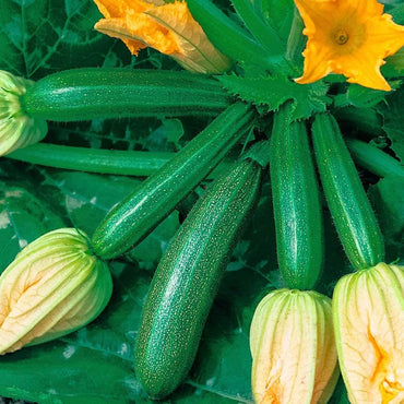 Classic Green Zucchini seeds – fast-growing productive vegetable