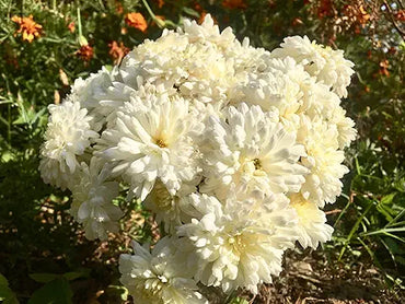White Chrysanthemum Seeds – Ground Cover Perennial