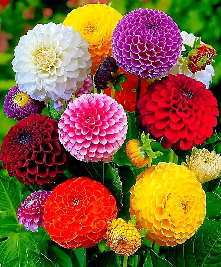 Dahlia Opera Mix Flower Seeds, Heirloom, Non-GMO Seeds for Planting