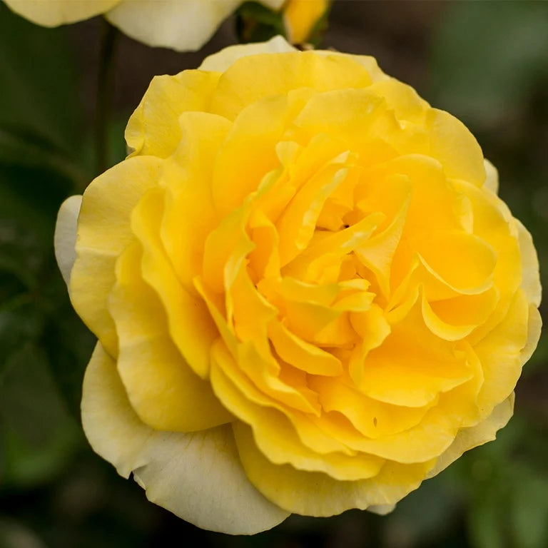 Happy Go Lucky Grandiflora Rose