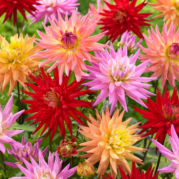 Powder Puff Dahlia Mixture