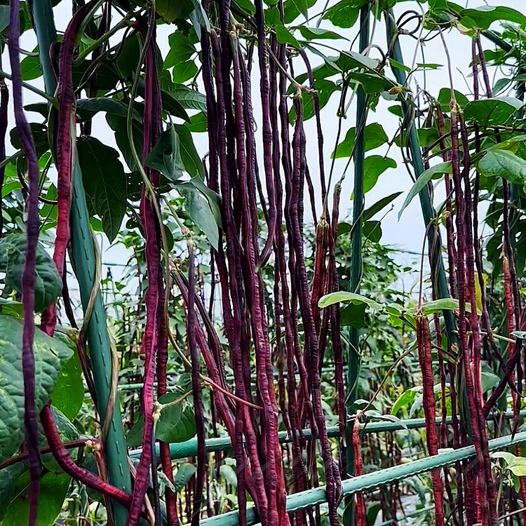 Purple-Red Yardlong Bean Seeds