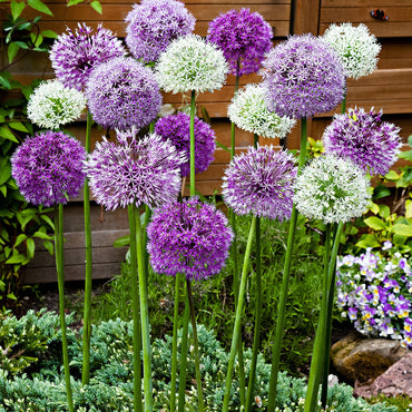 Pastel Pompoms Allium Mixture Seeds