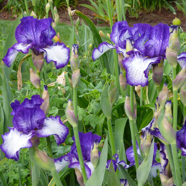 Ink Patterns Bearded Iris