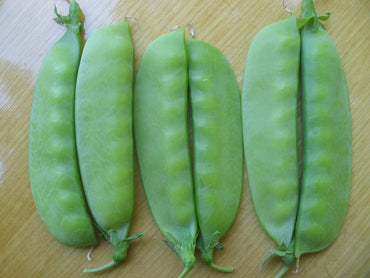 Snow Pea- Oregon Sugar Pod