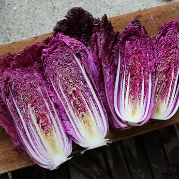 Red Trumptet – Red Chinese Cabbage Seeds