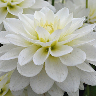 Karma Maarten Zwaan Dahlia