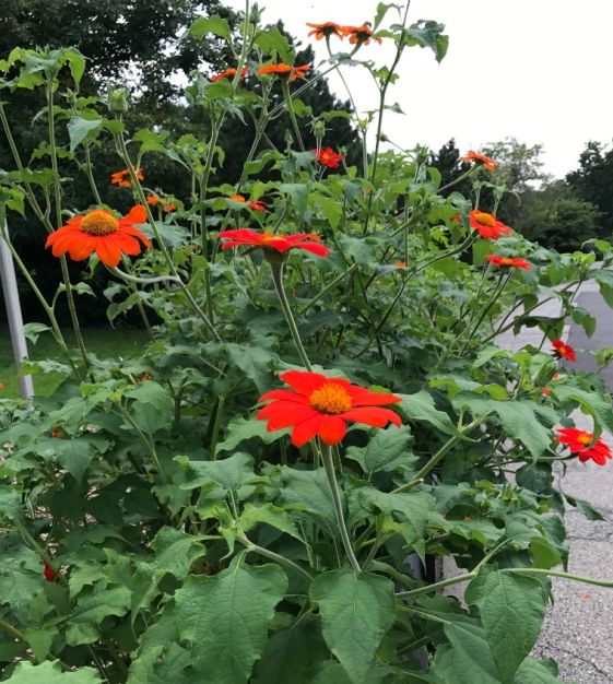 Mexican Sunflower- Goldfinger