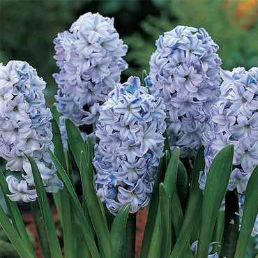 Hyacinthus Orientalis Flower S for Planting NON GMO Seeds