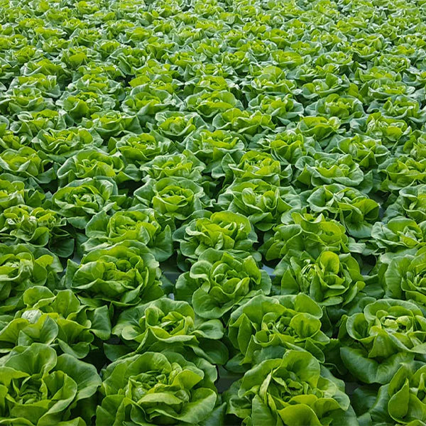 Casey – Pelleted Lettuce Seed