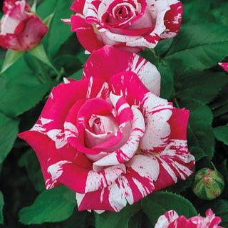 Neil Diamond Hybrid Tea Rose