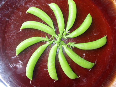Sugar Ann – Organic Pea Seed