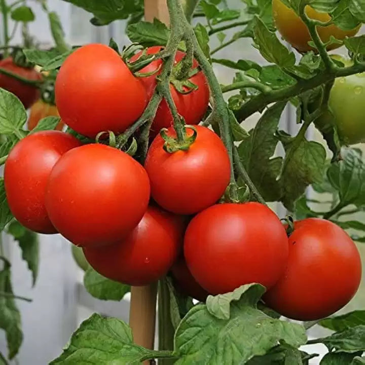 Mountain Magic – Organic Tomato Seed