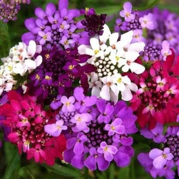 Candytuft- Dwarf Fairy Mixed