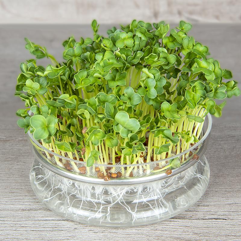 Radish, Daikon – Organic Sprouting Seeds