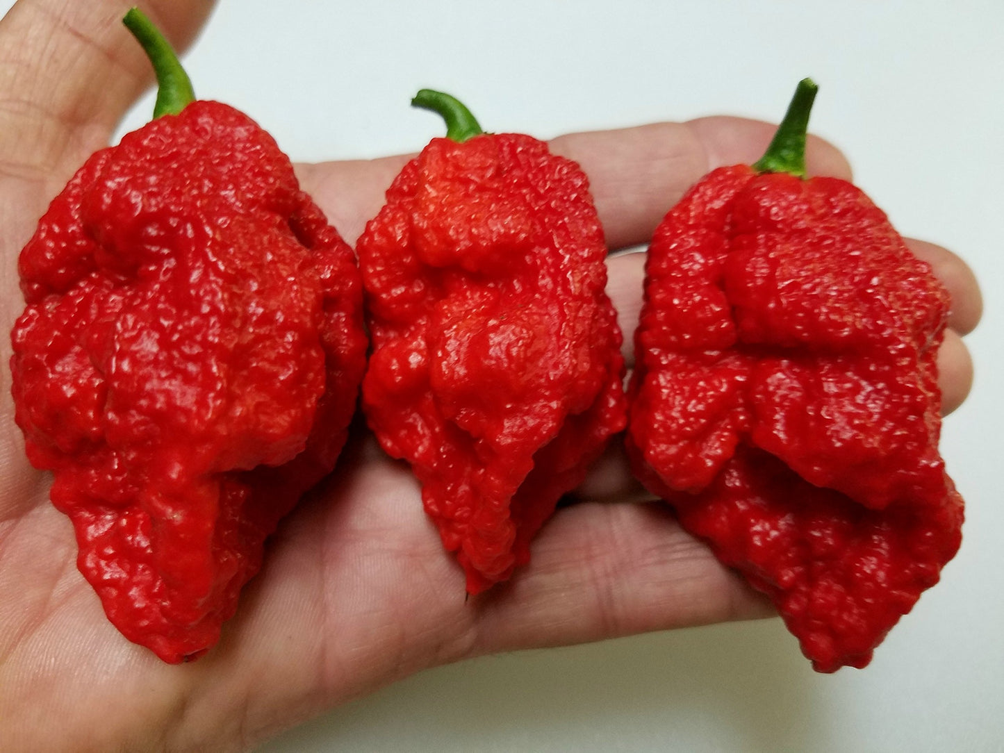 Bhutlah Red OG chile pepper plant grown from seeds with red blistered pods and bold heat