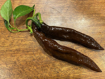 Pasilla ancho pepper Capsicum annuum mild chili seeds for planting in warm kitchen gardens or containers