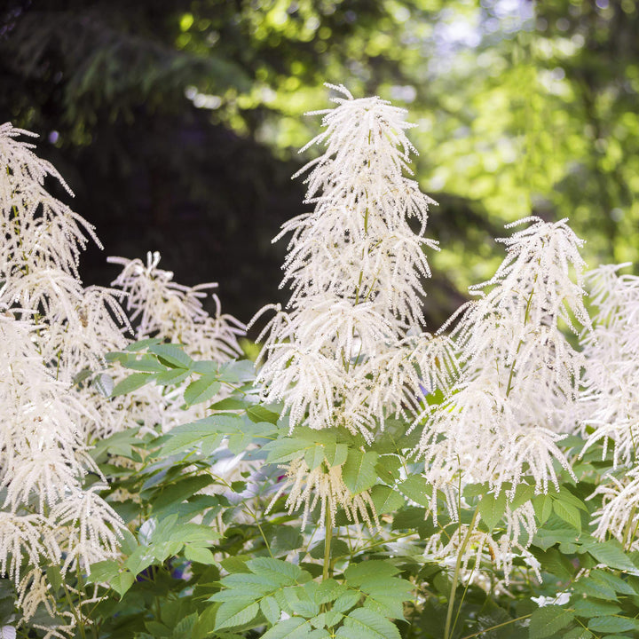 Heirloom Non-GMO Aruncus Flower Seeds for Planting – Elegant Garden Perennial Blooms