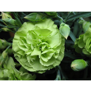 Heirloom Non-GMO Carnation Dianthus Caryophyllus Flower Seeds for Planting