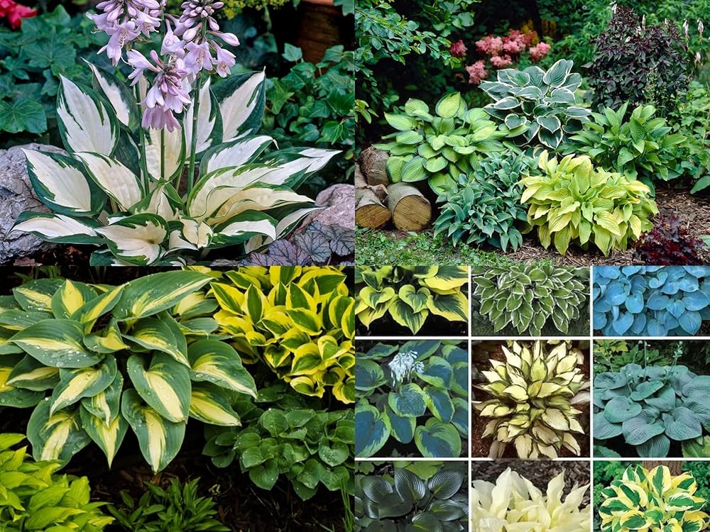 Hosta White Lace Plantain Lily Ground Cover Seeds