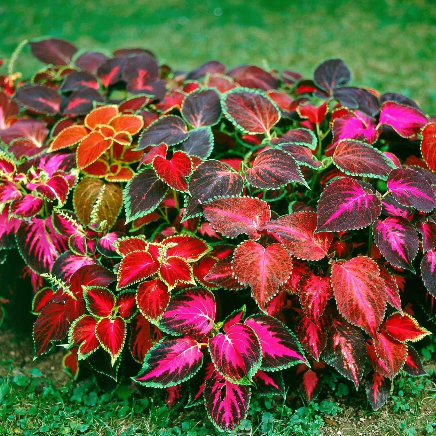 Coleus foliage plant seeds mixed bright colors for vibrant shade gardens