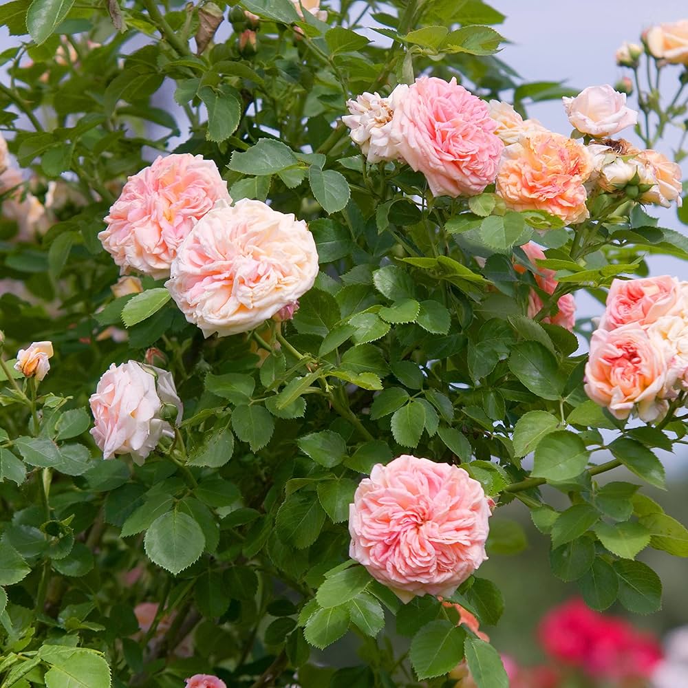 Rose Pink Perennial Flower - for planting in home garden